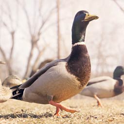 批发价格优惠的在线电话轰炸工具